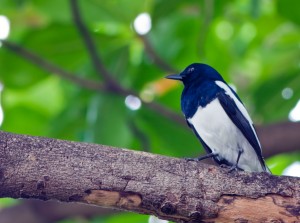 Nesting-Birds-300x223