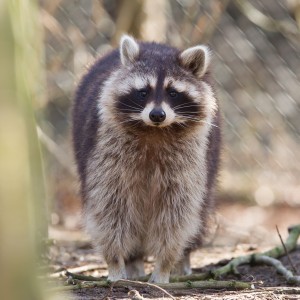 Wildlife-in-Your-Home-300x300
