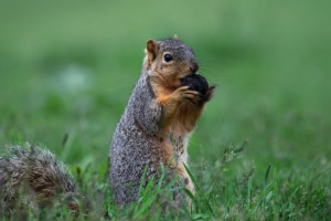 benefits-of-live-trapping-invasive-wildlife-300x200