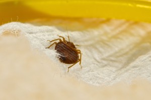 Bed Bug Detection Training