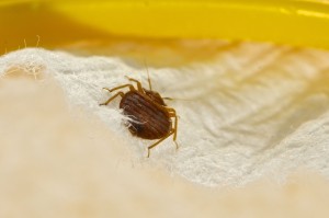 Bed Bug Detection Training Bed Bug Detection Training