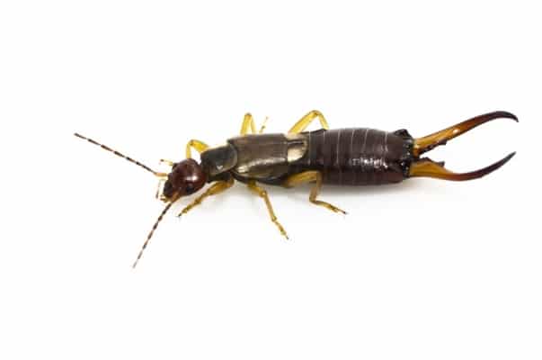 Pest-Control-Toronto