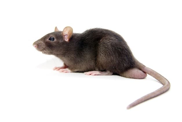 Rat-Control-Toronto