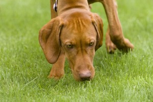 Toronto-Bed-Bug-Sniffing-Dogs-300x200 (1)
