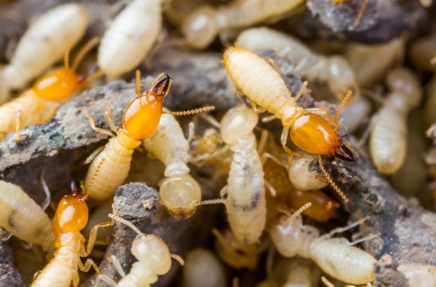 rat control-Bed-Bugs