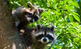 Toronto Wildlife Control Toronto Wildlife Control