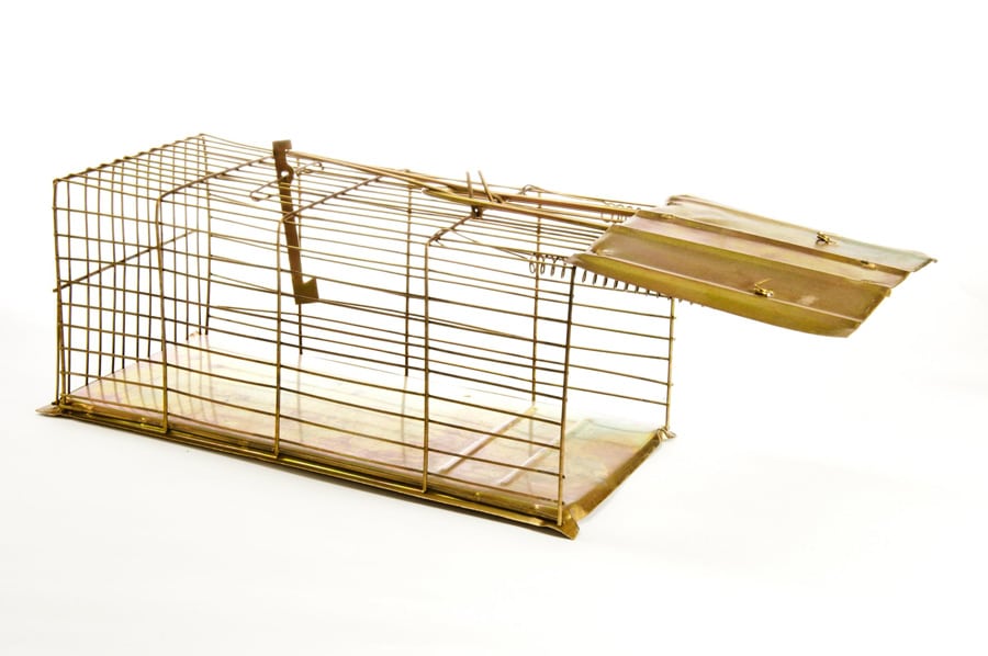 Etobicoke Pest Control Services Etobicoke Pest Control Services