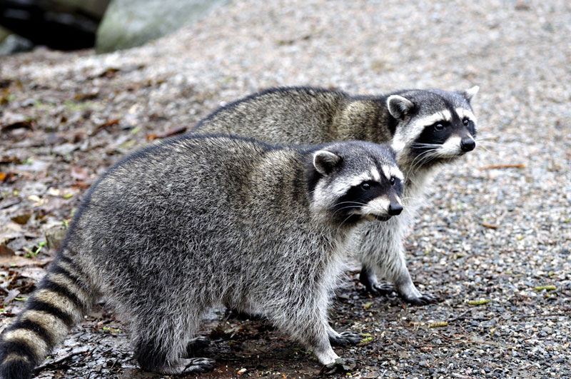 Barrie Pest Control Services Barrie Pest Control Services