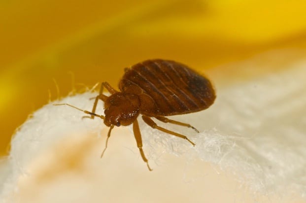Toronto Bed Bug Preparation Services