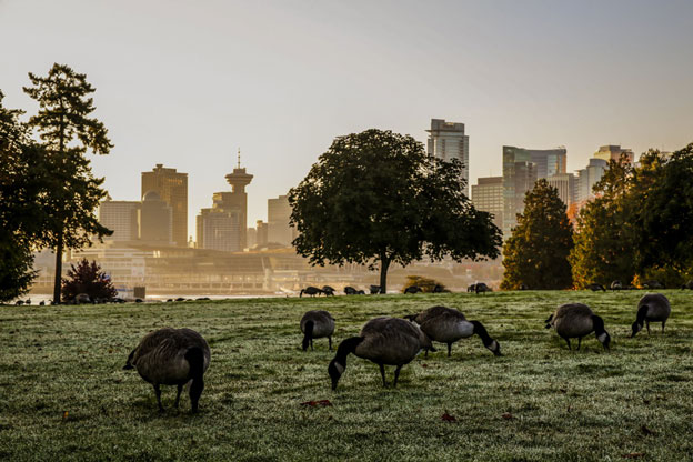 Canada Goose Control02