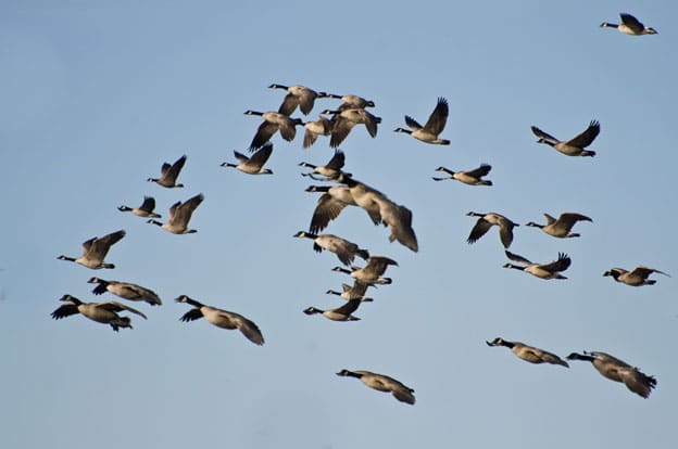 Canada Goose langford parka replica discounts - Canadian Goose | Pest Control Services �C GreenLeaf Pest Control ...