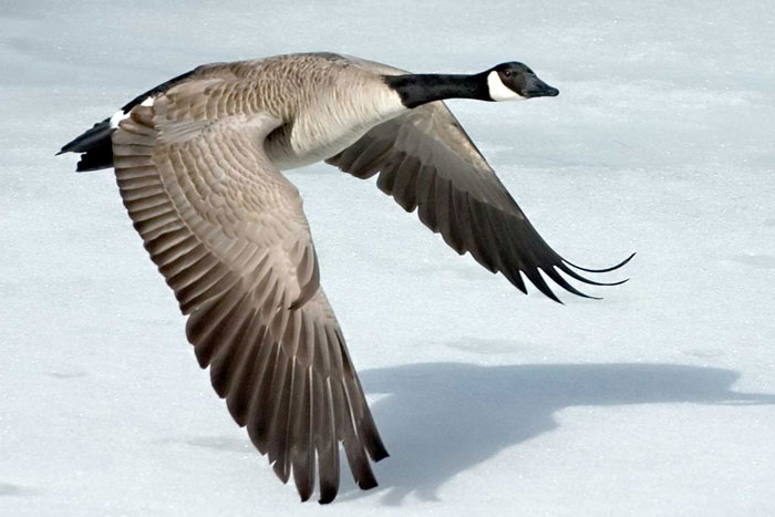 Canada Goose Control Toronto Canada Goose Control