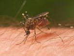 Mosquito Control Toronto Toronto Mosquito Control