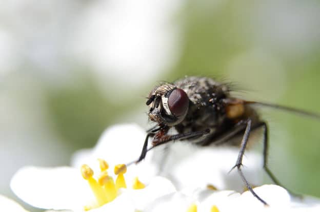 housefly03