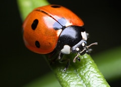 Beneficial Insects