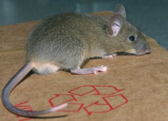 Toronto Rodent Removal Toronto Rodent Removal