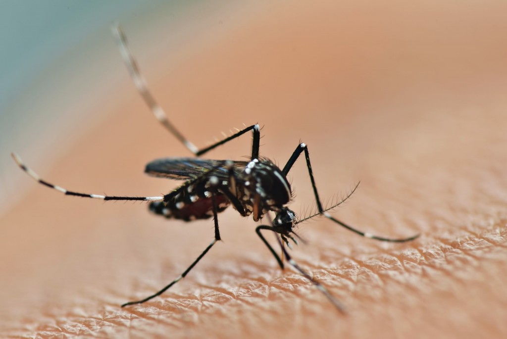 Toronto Mosquitos Removal