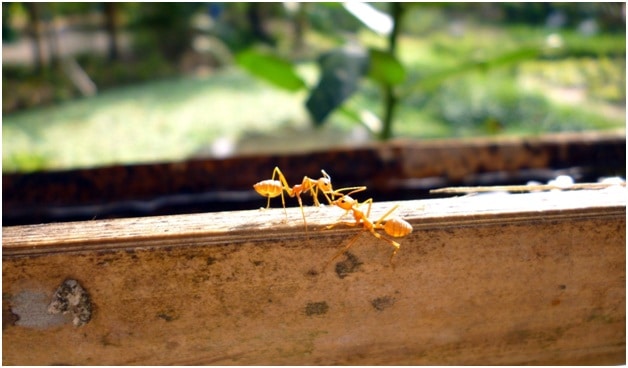 Ants