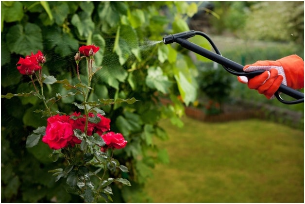 Professional Pest Control to the Rescue