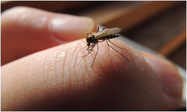 Toronto Mosquito Control