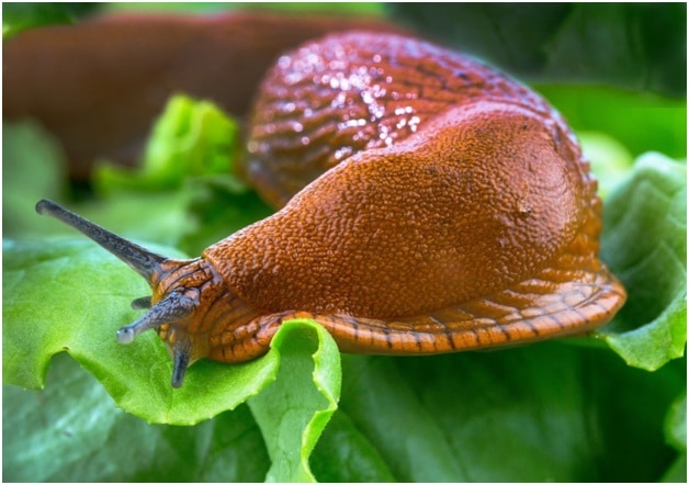 Slugs