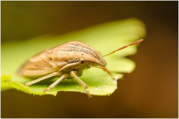 Stink Bug Season