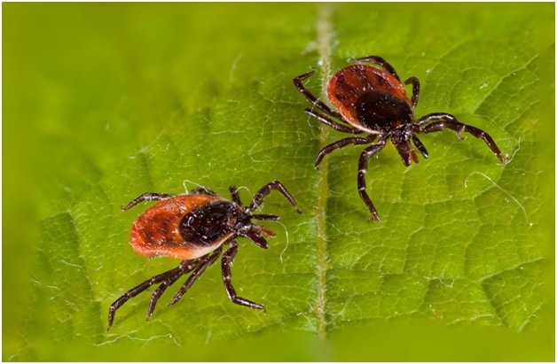 Ticks