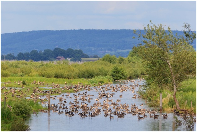 Canadian Geese Control