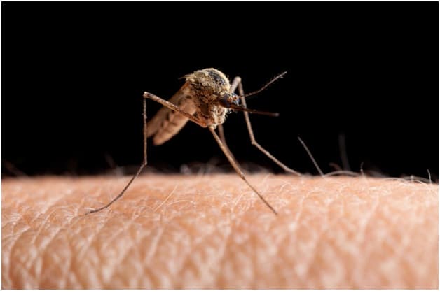 Mosquito Control