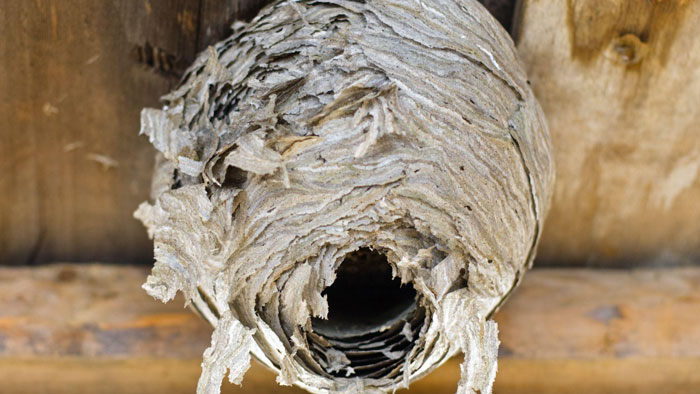 Paper Wasp Nest Control