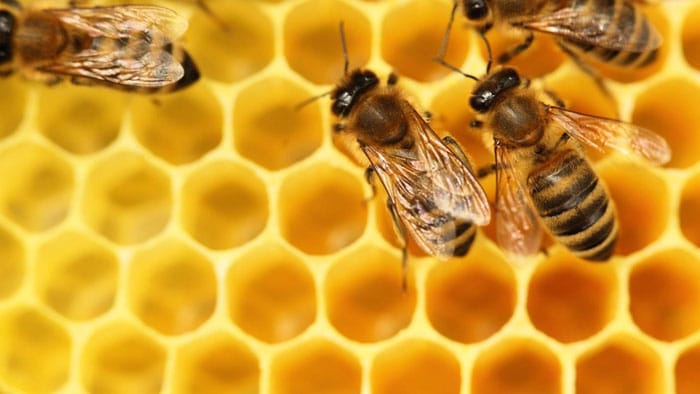 Toronto Honey Bees Control