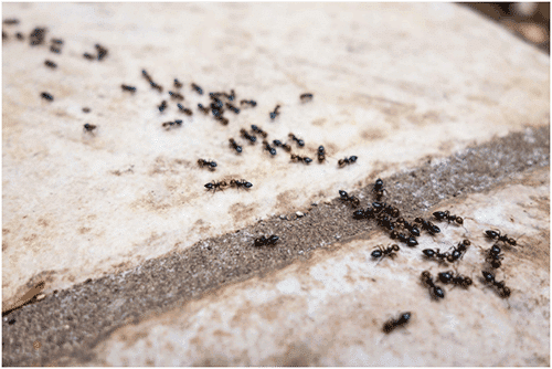 Toronto Pavement Ants Extermination