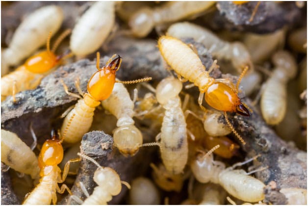 Toronto Termites Extermination