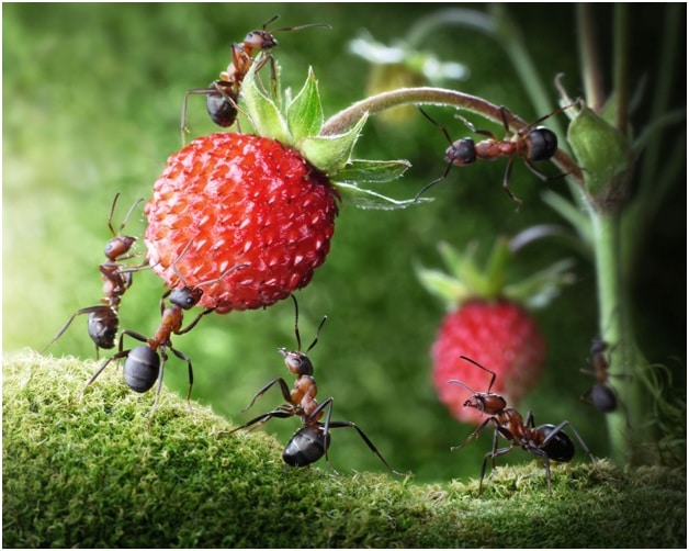 Toronto Fire Ant Removal