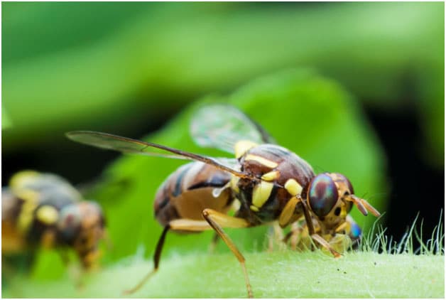 Toronto Yellow Jacket Wasp Extermination