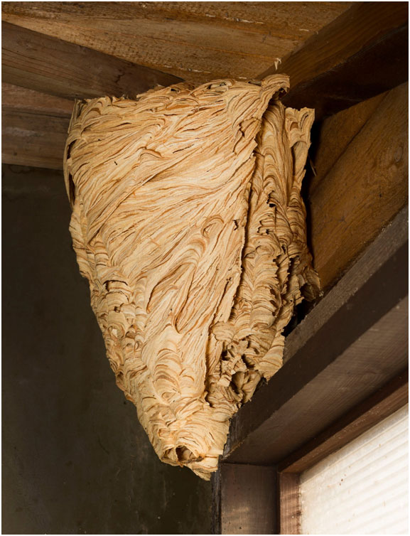 Toronto Yellow Jacket Nest Removal