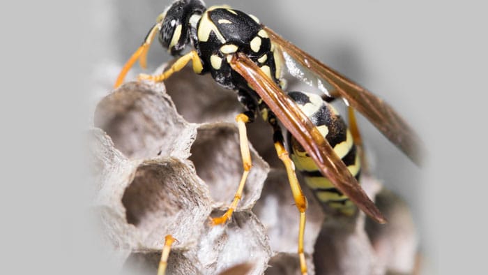 Toronto Paper Wasp Control
