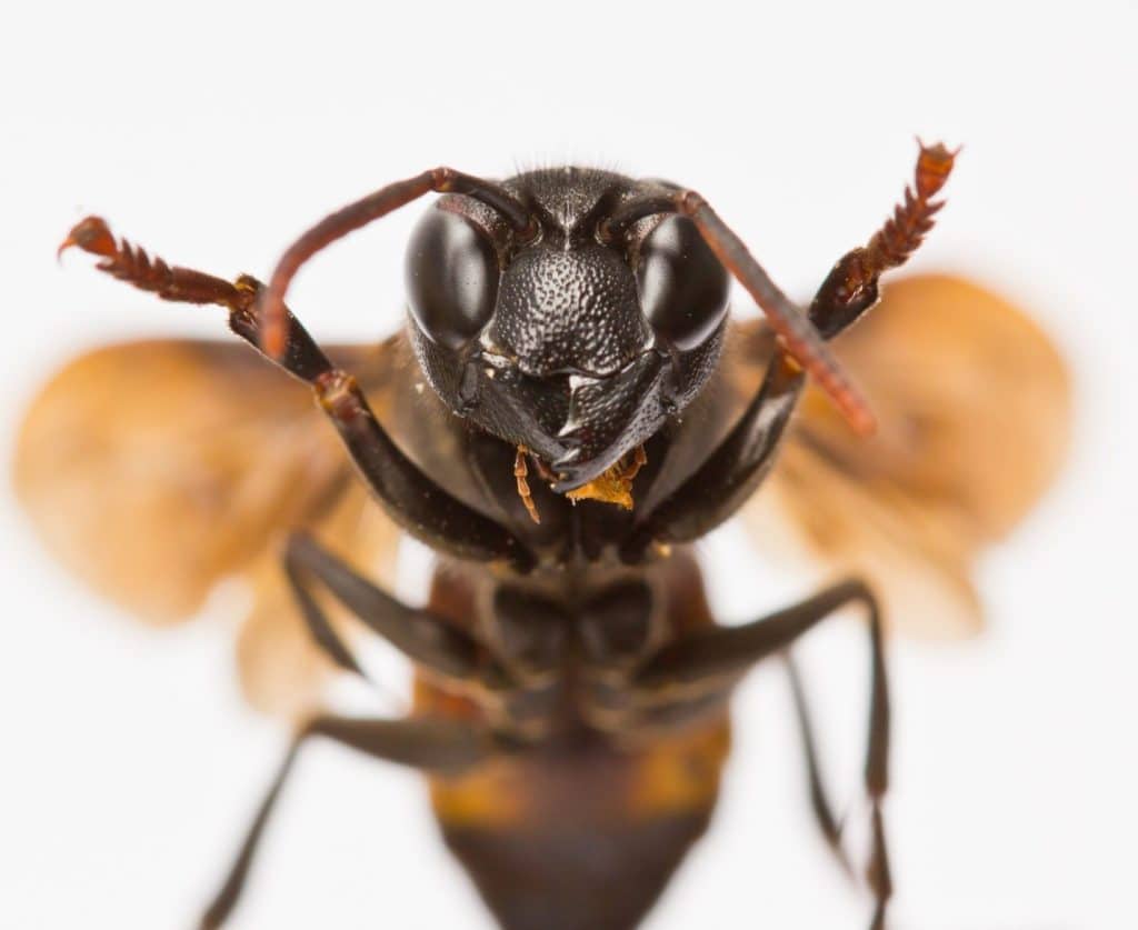 Toronto Wasp Control