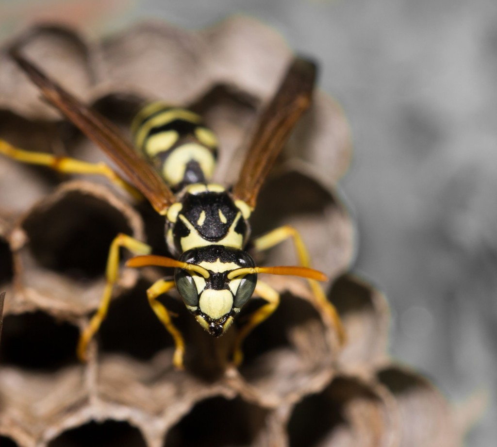 Toronto Wasps Extermination