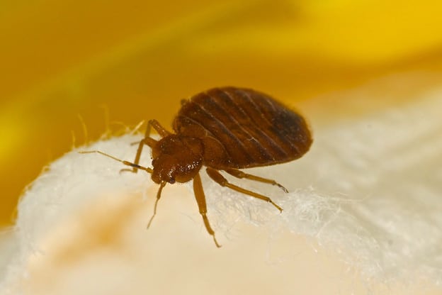 Bad Bug7