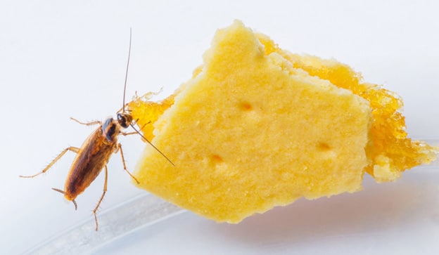 German Cockroach2