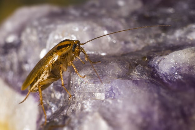 German Cockroach3