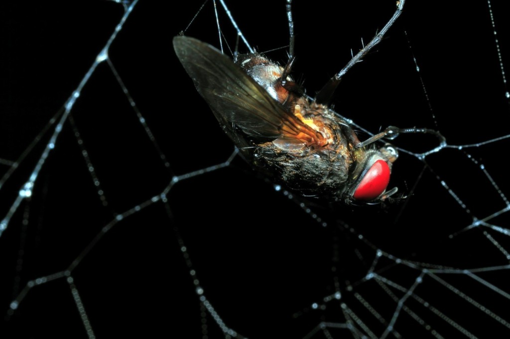 The Bright Side of Sharing the House with Spiders