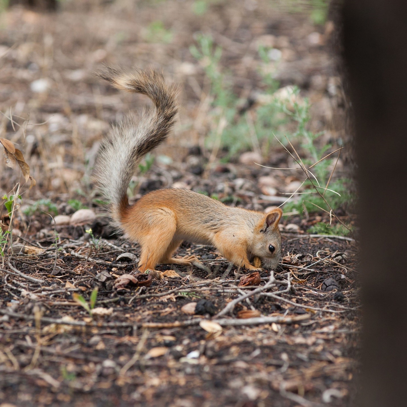 5 Reasons to Like Squirrels (Or At Least not Hate Them)
