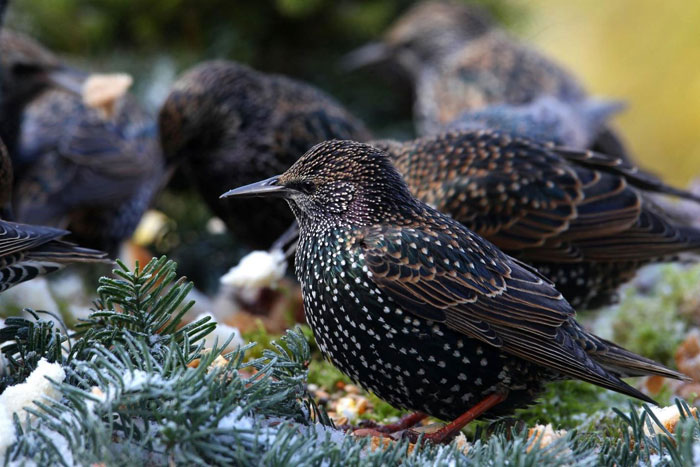 European Starling - GreenLeaf Pest ControlGreenLeaf Pest Control