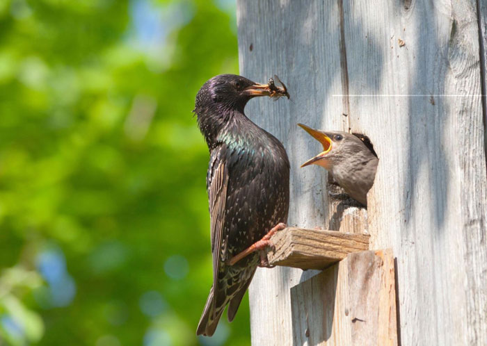 european starling pest control services greenleaf pest european starling pest control services greenleaf pest