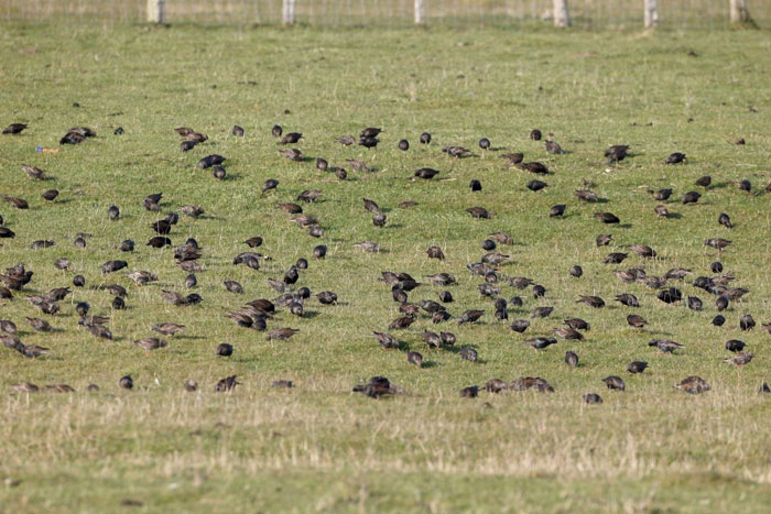 european starling damage starlings pest environment impact