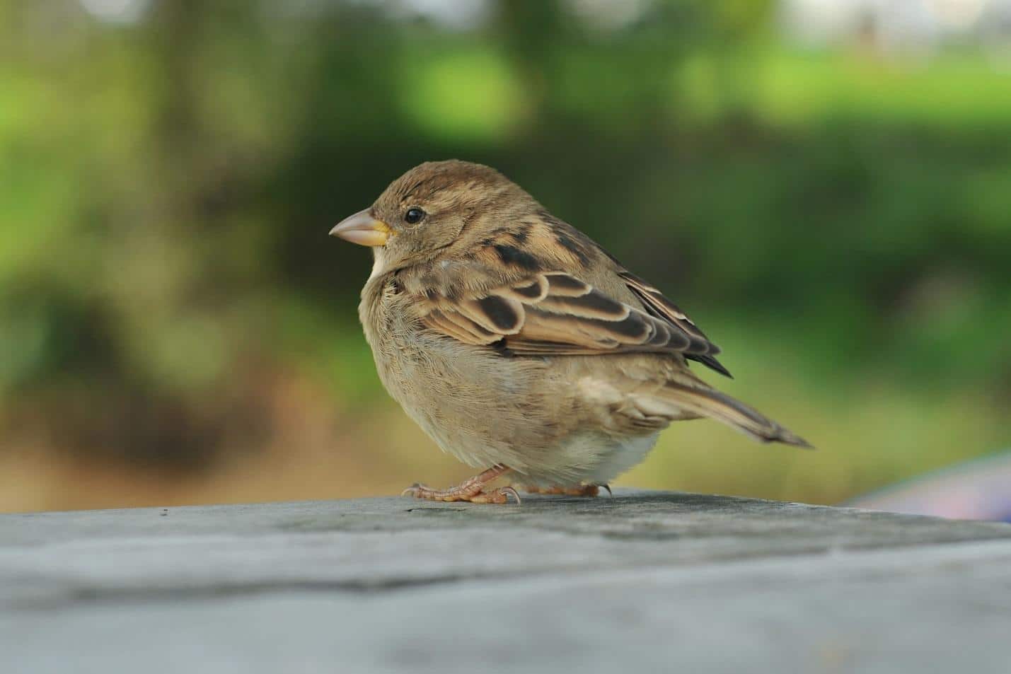nuisance birds pest library categories pest control nuisance birds pest library categories pest control