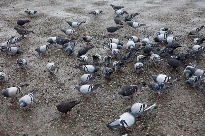 Pigeons2