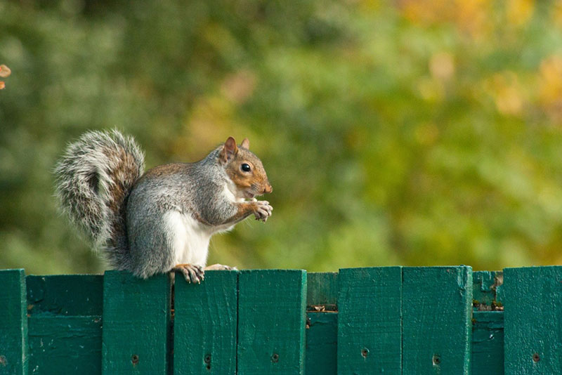 Squirrel Control in Toronto